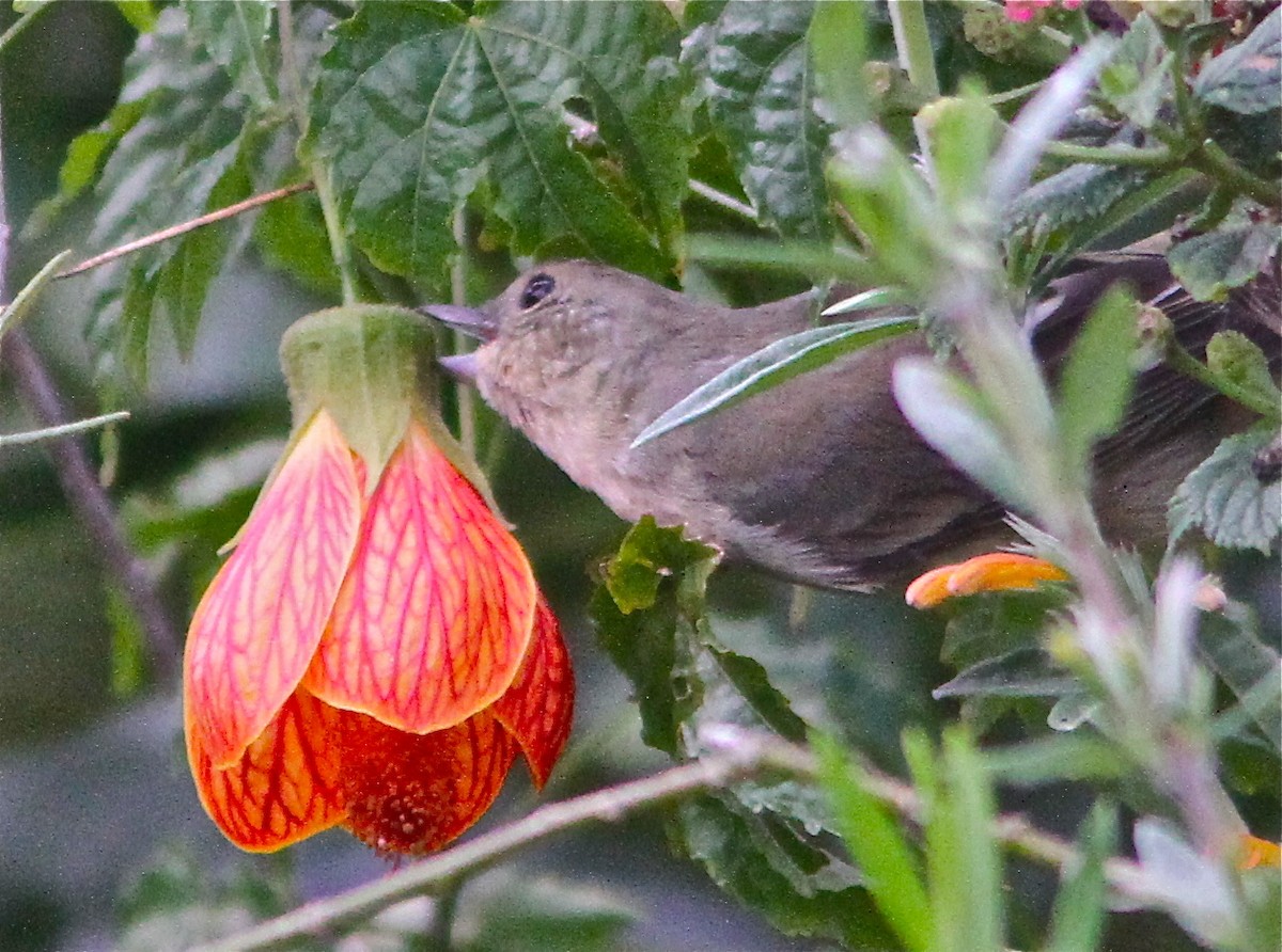 Rusty Flowerpiercer - ML67314731