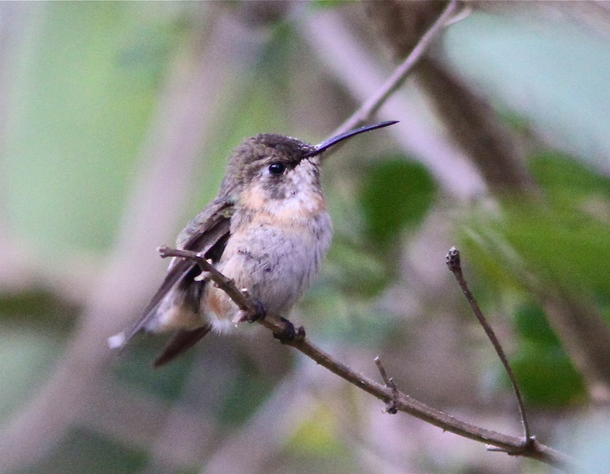 Colibri de Fanny - ML67314821