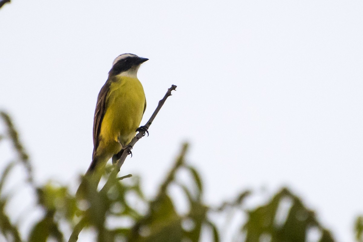 Social Flycatcher - ML67314851