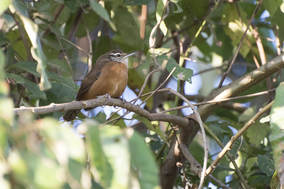 Buff-breasted Wren - ML67315131