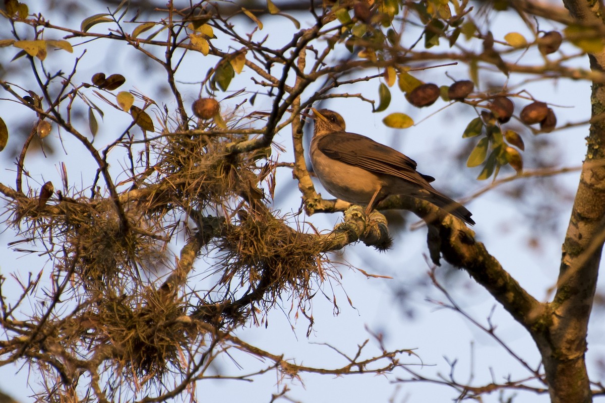 Creamy-bellied Thrush - ML67315181