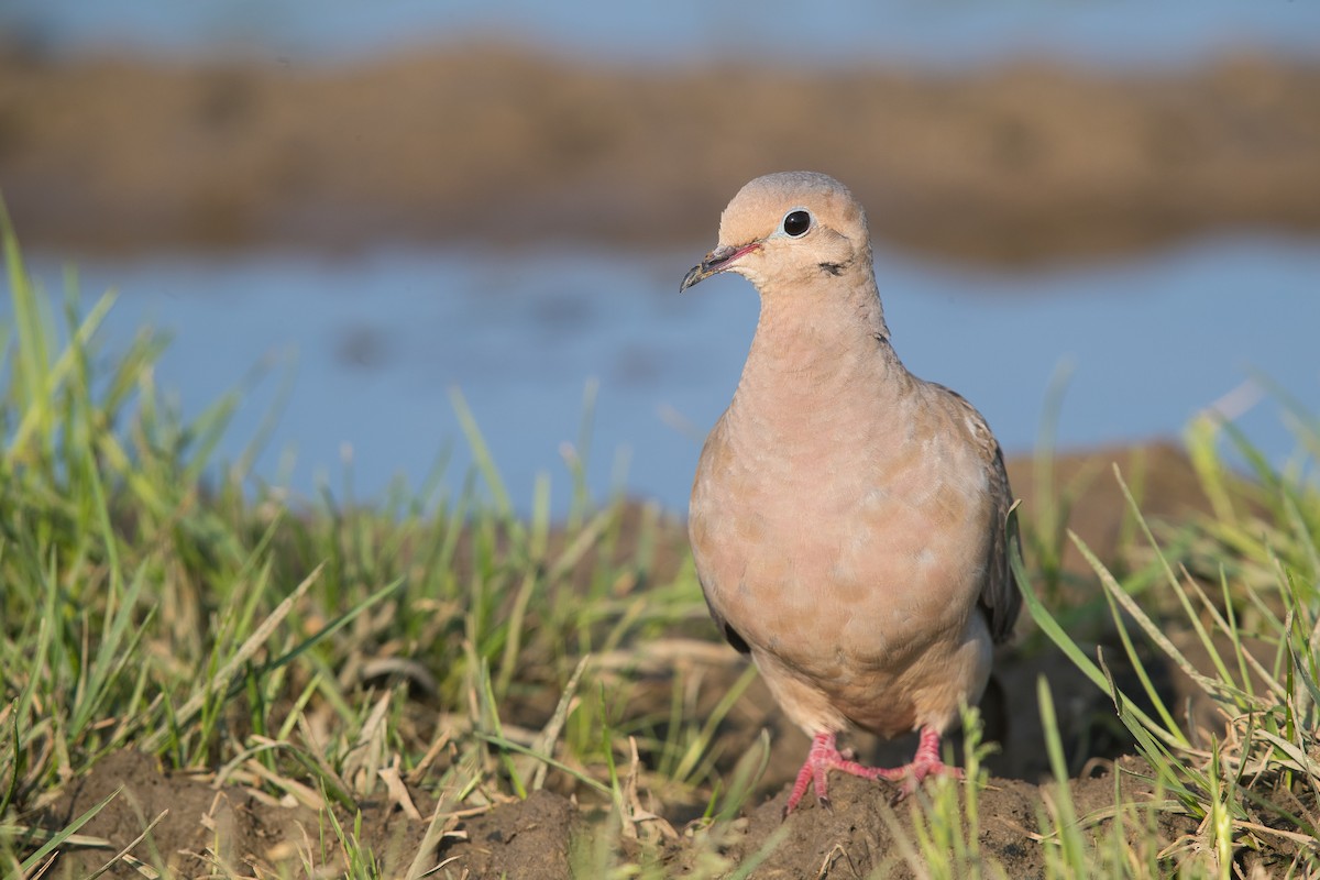 Mourning Dove - ML67315701