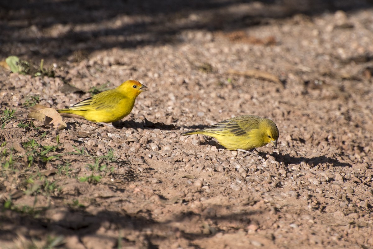 Saffron Finch - ML67315941