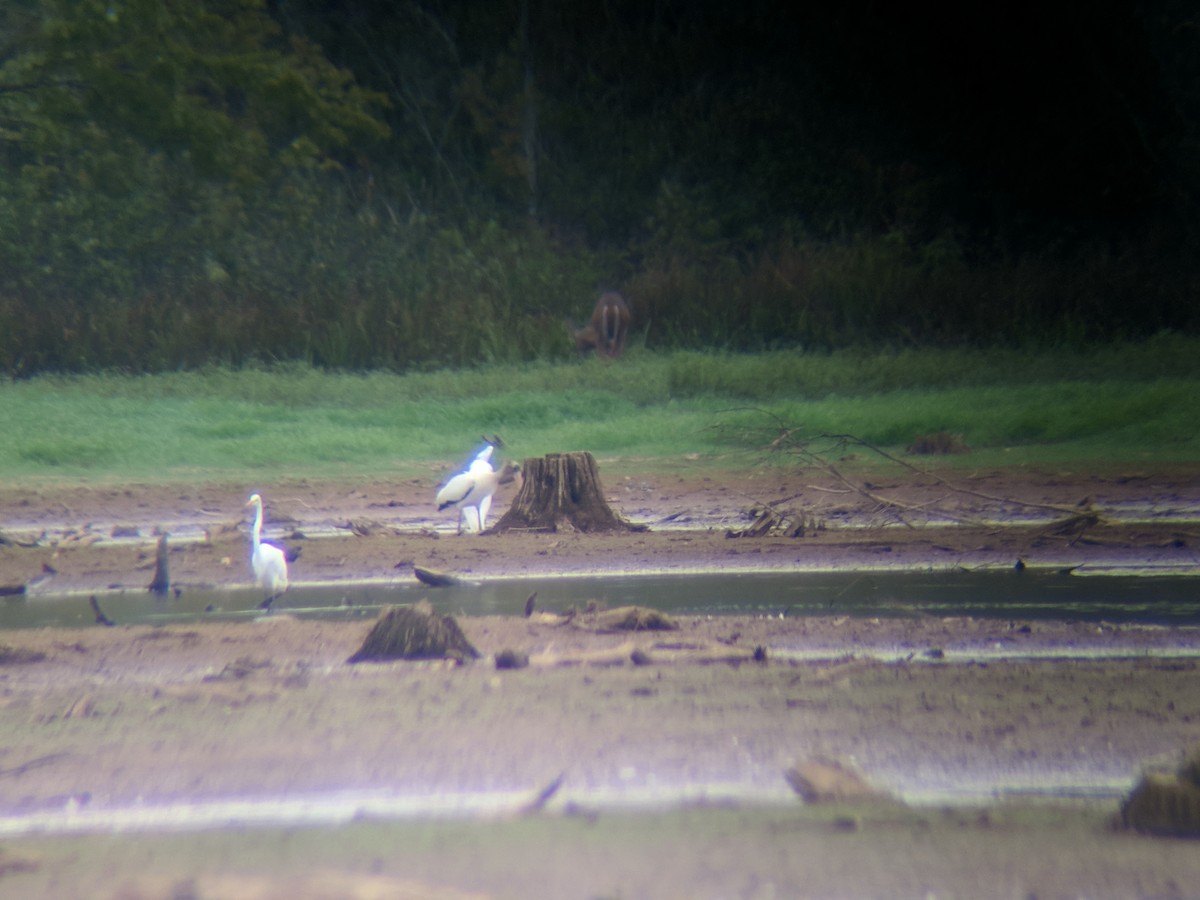 Wood Stork - ML67316181