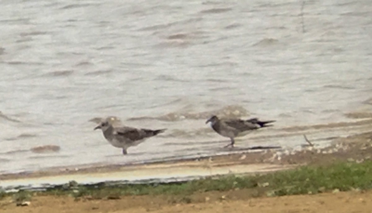 Laughing Gull - ML67316311