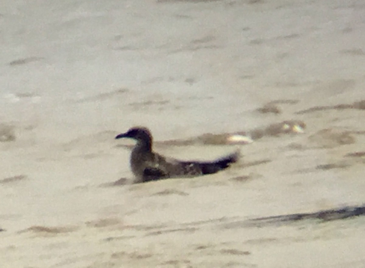 Laughing Gull - ML67316321
