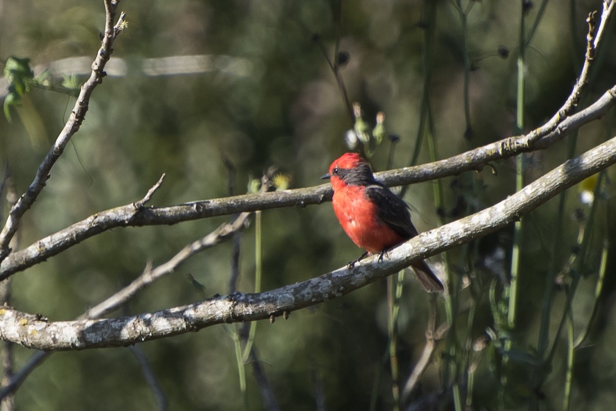 Vermilion Flycatcher - ML67316421