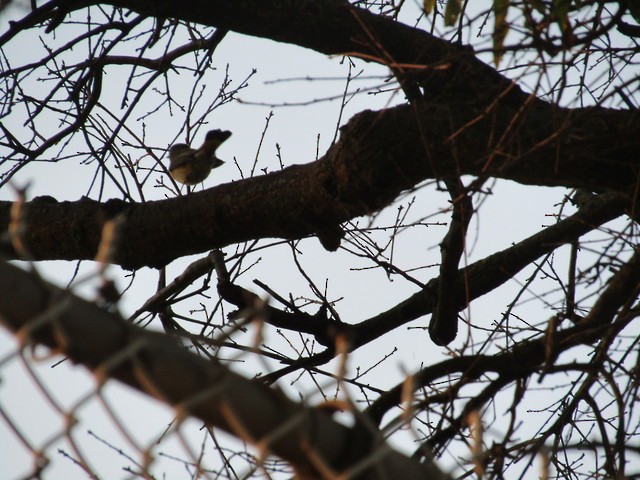 American Redstart - ML67316911