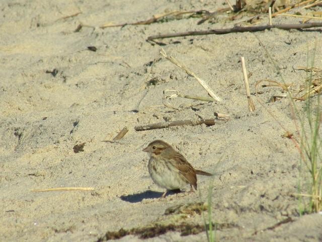 Song Sparrow - ML67318401