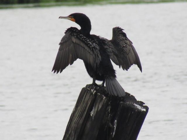 Double-crested Cormorant - ML67319171