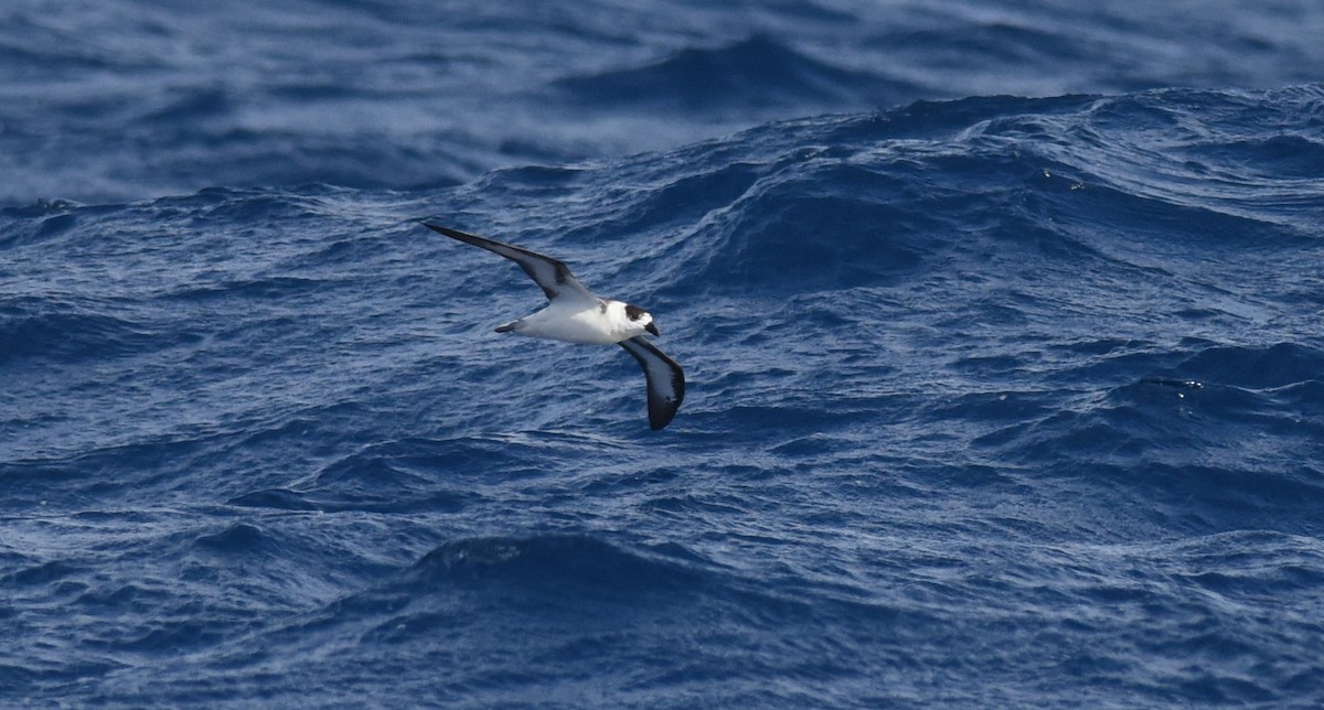 Black-capped Petrel - ML67321181