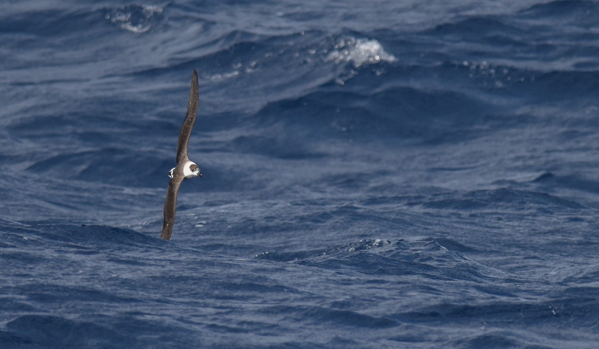 Black-capped Petrel - ML67321211