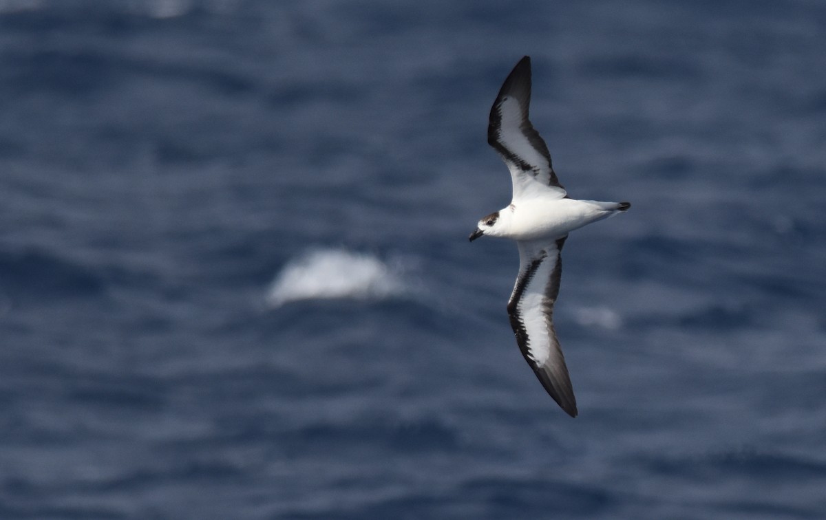 Black-capped Petrel - Sean Sime