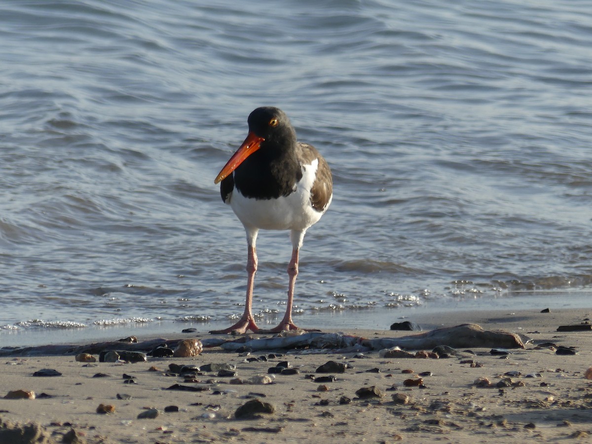 American Oystercatcher - ML67321271