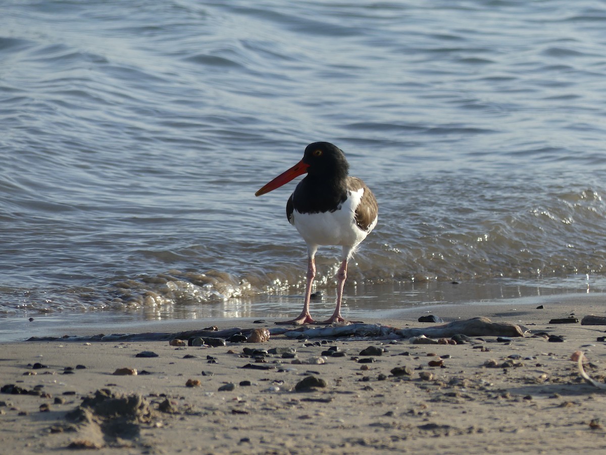 American Oystercatcher - ML67321401