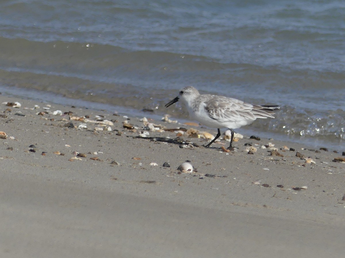 Sanderling - Estela Quintero-Weldon