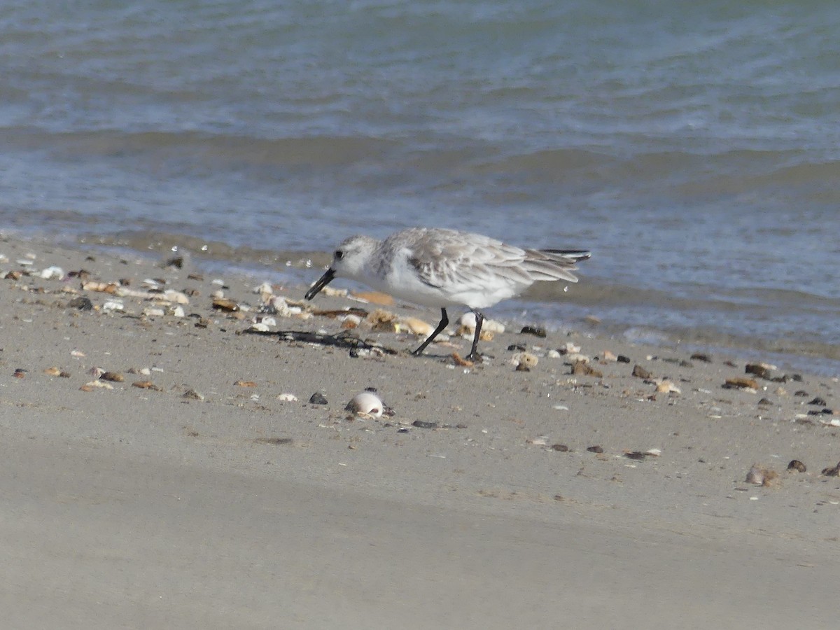 Sanderling - Estela Quintero-Weldon