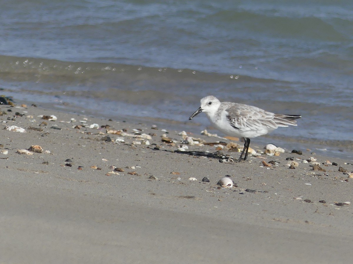 Sanderling - Estela Quintero-Weldon