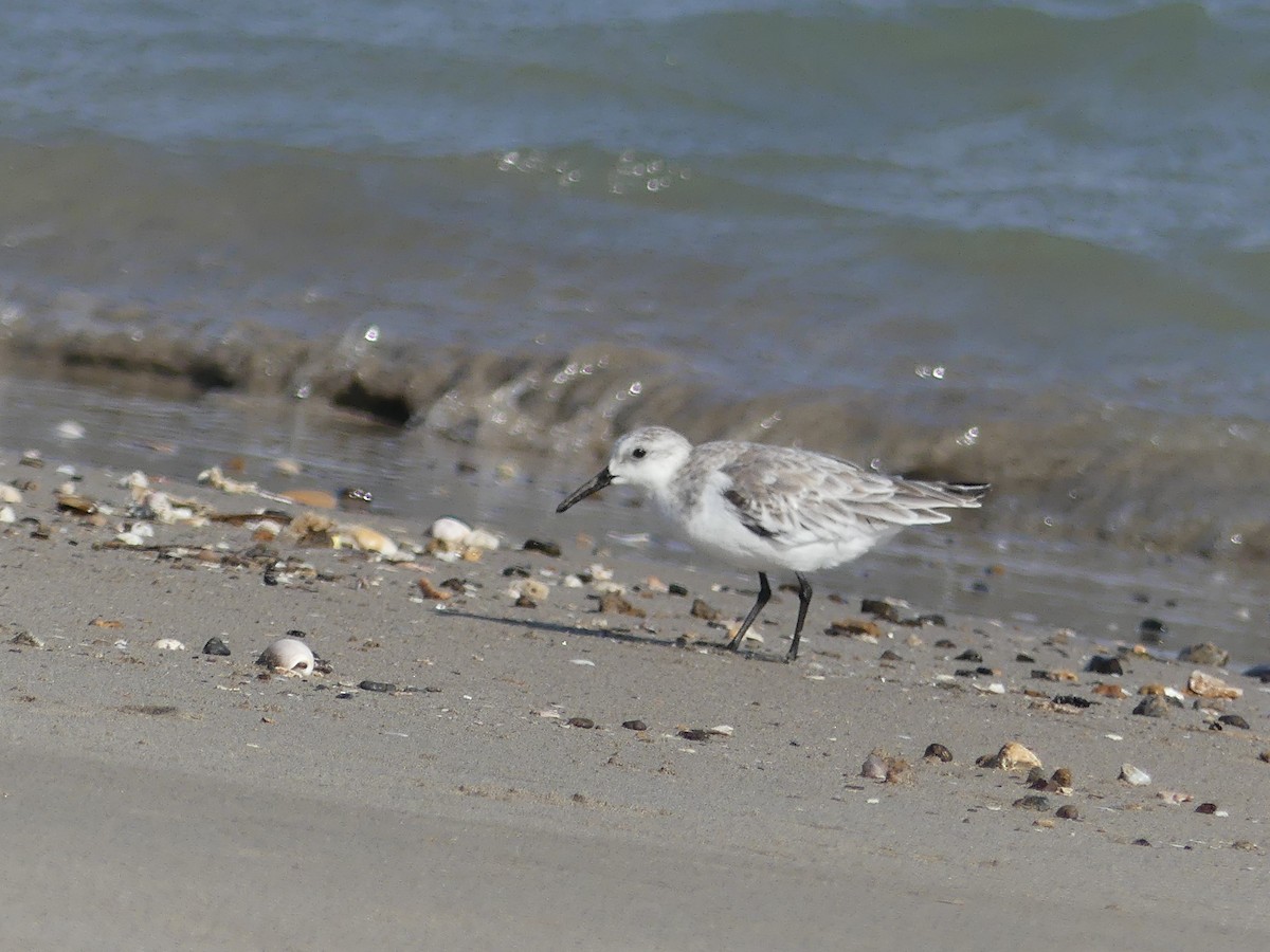 Sanderling - Estela Quintero-Weldon