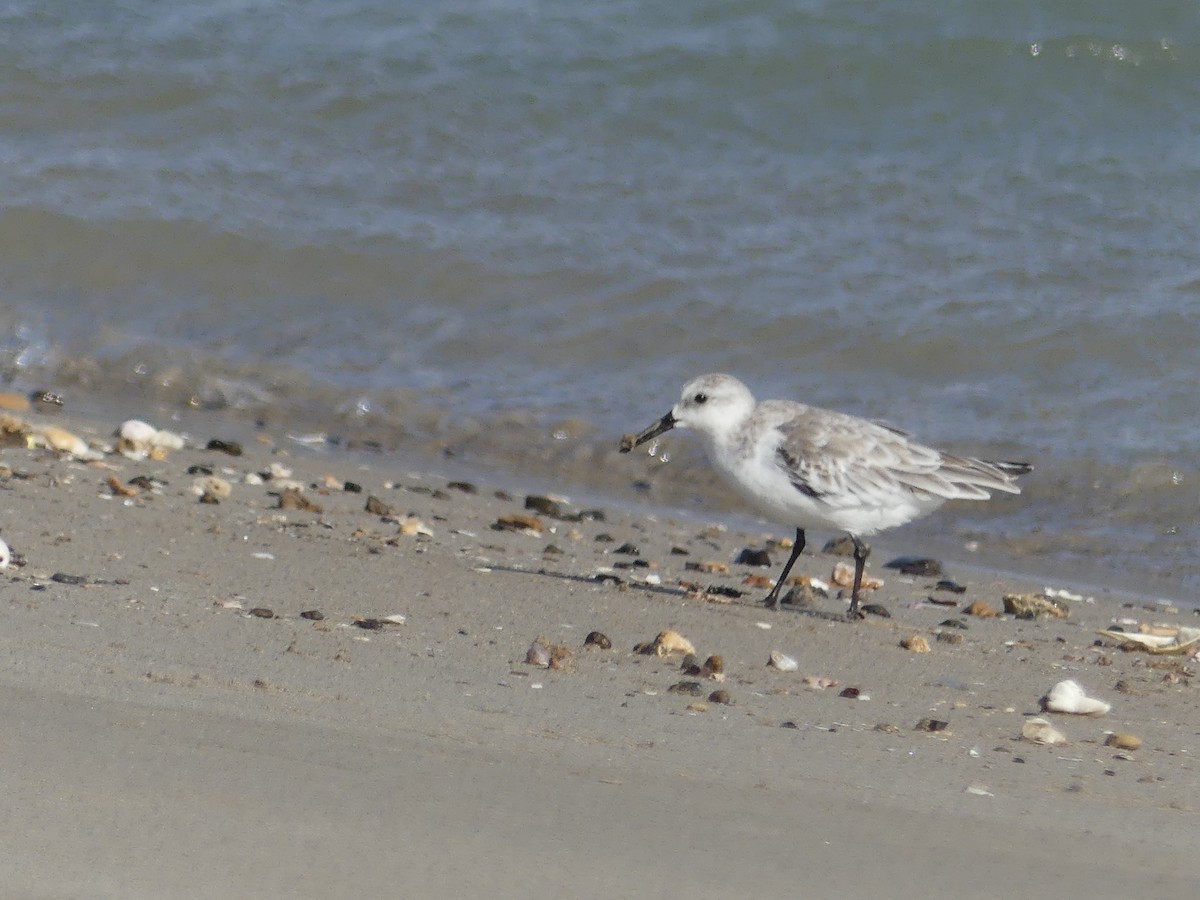 Bécasseau sanderling - ML67321881