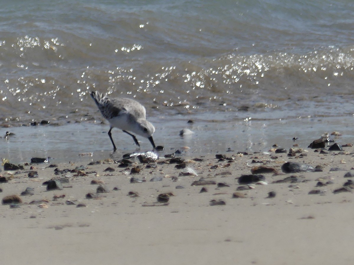 Bécasseau sanderling - ML67322121