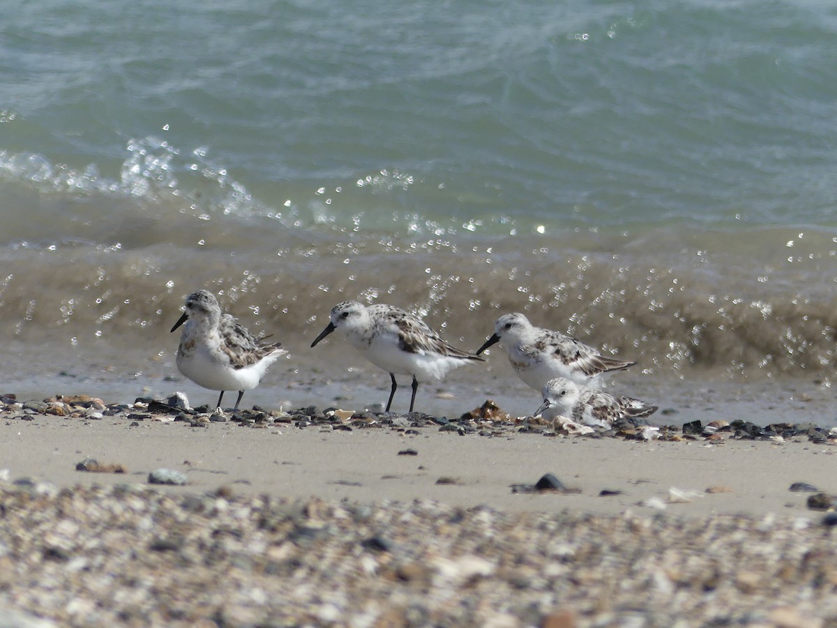 Sanderling - Estela Quintero-Weldon