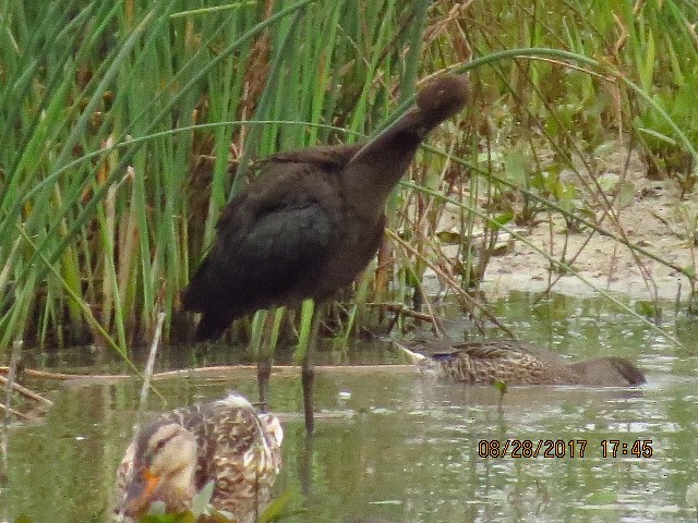 Glossy Ibis - ML67322401