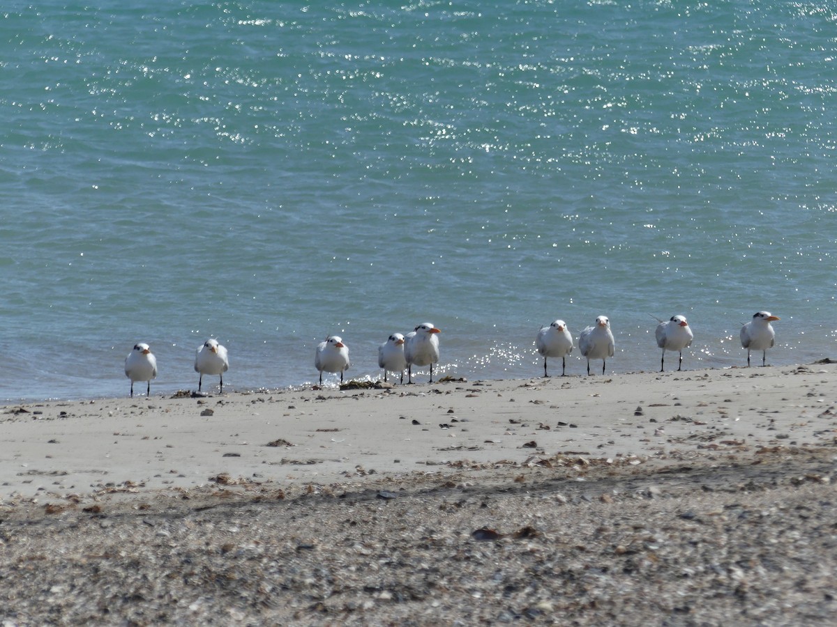 Royal Tern - Estela Quintero-Weldon