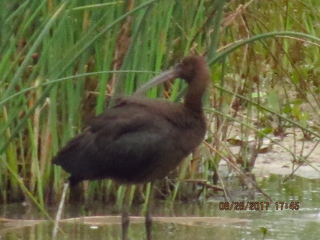 Glossy Ibis - ML67322991