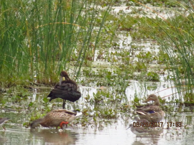 Glossy Ibis - ML67323531