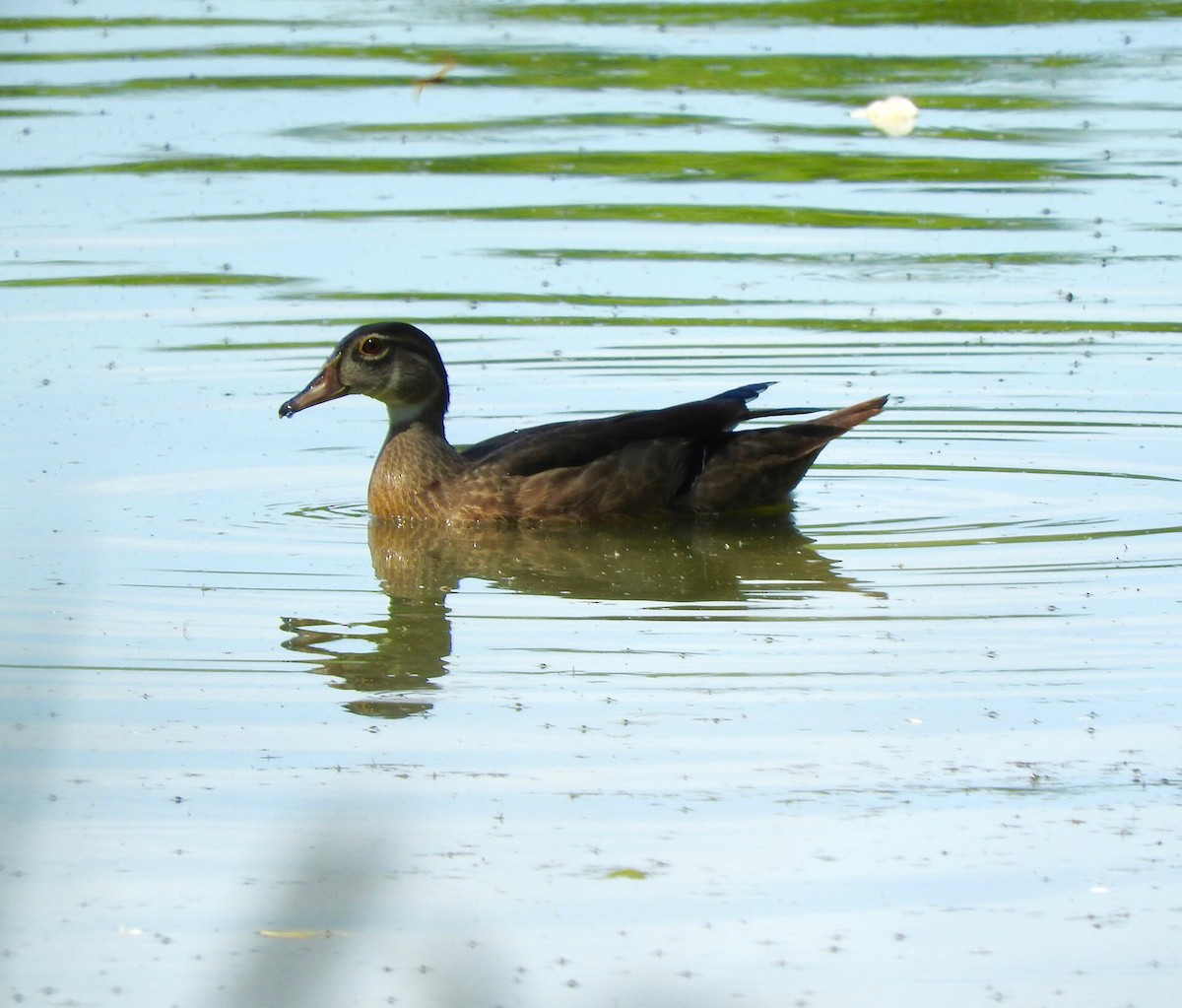 Wood Duck - ML67324771