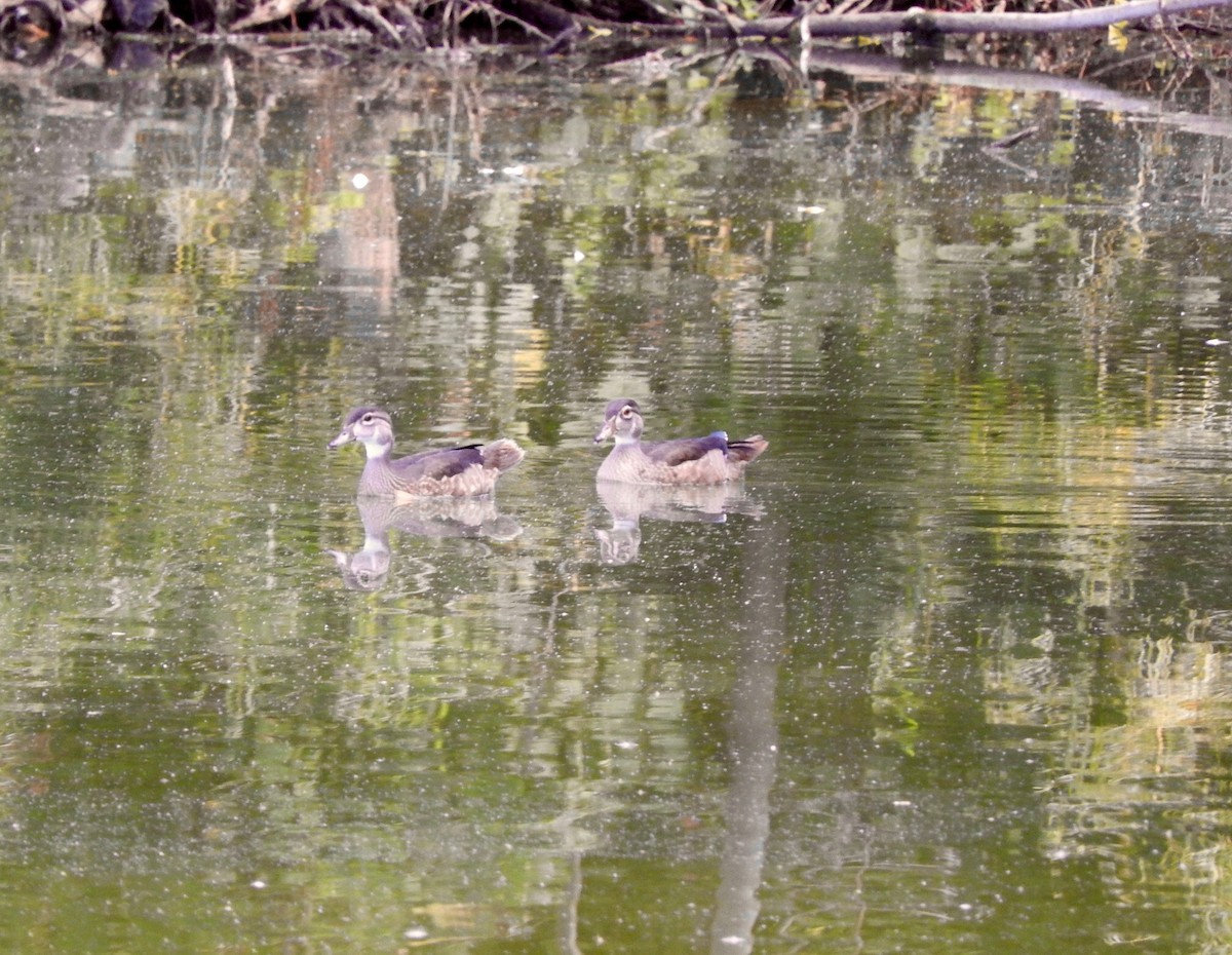 Wood Duck - ML67324781