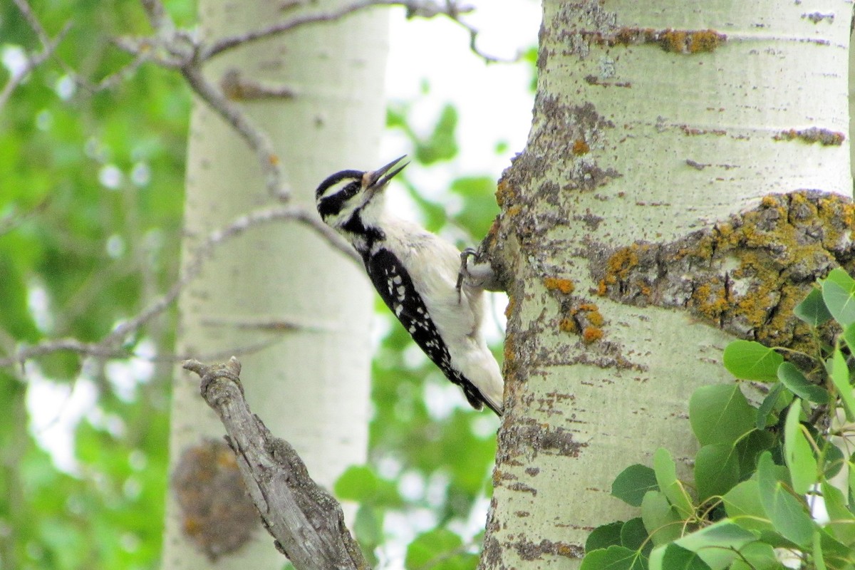 Hairy Woodpecker - ann carter