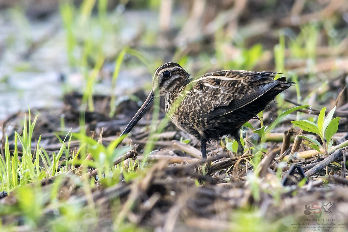 Wilson's Snipe - ML67325311