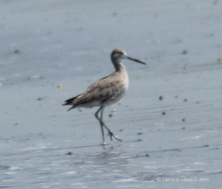 Willet - CARLOS ARIEL LOPEZ ZULETA