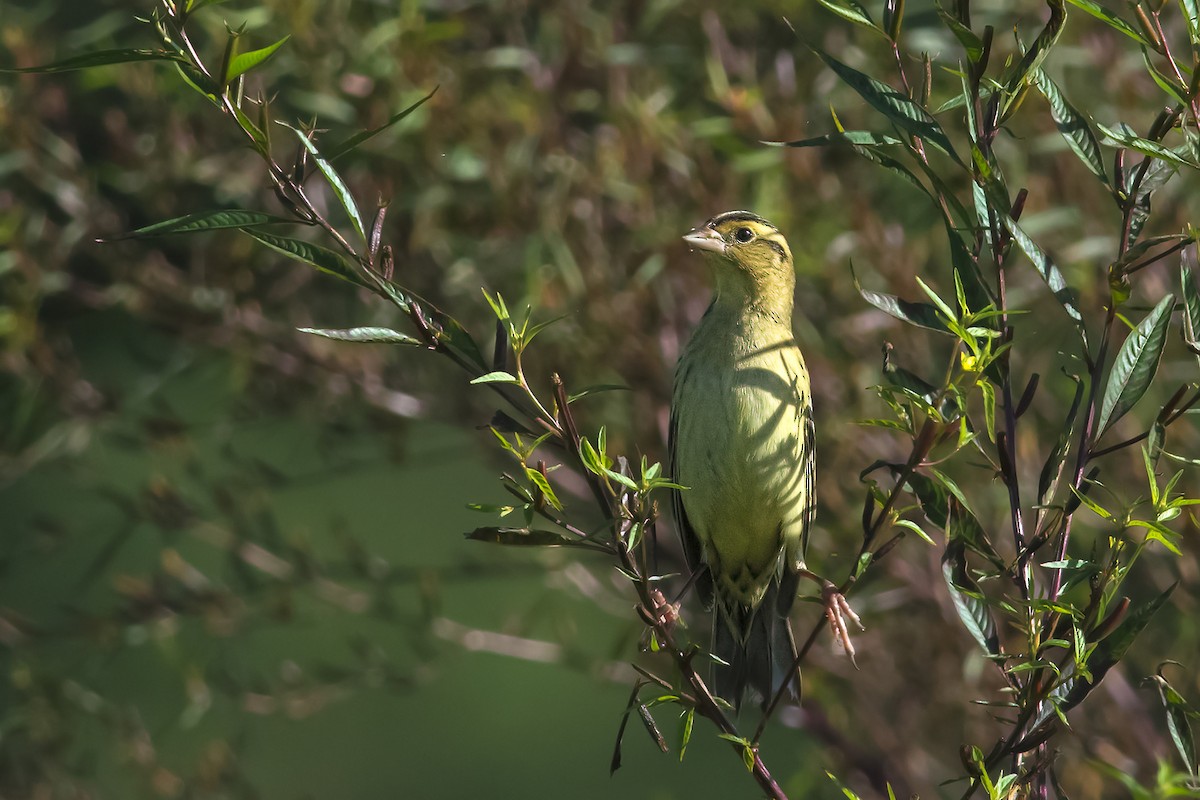 Bobolink - ML67325861