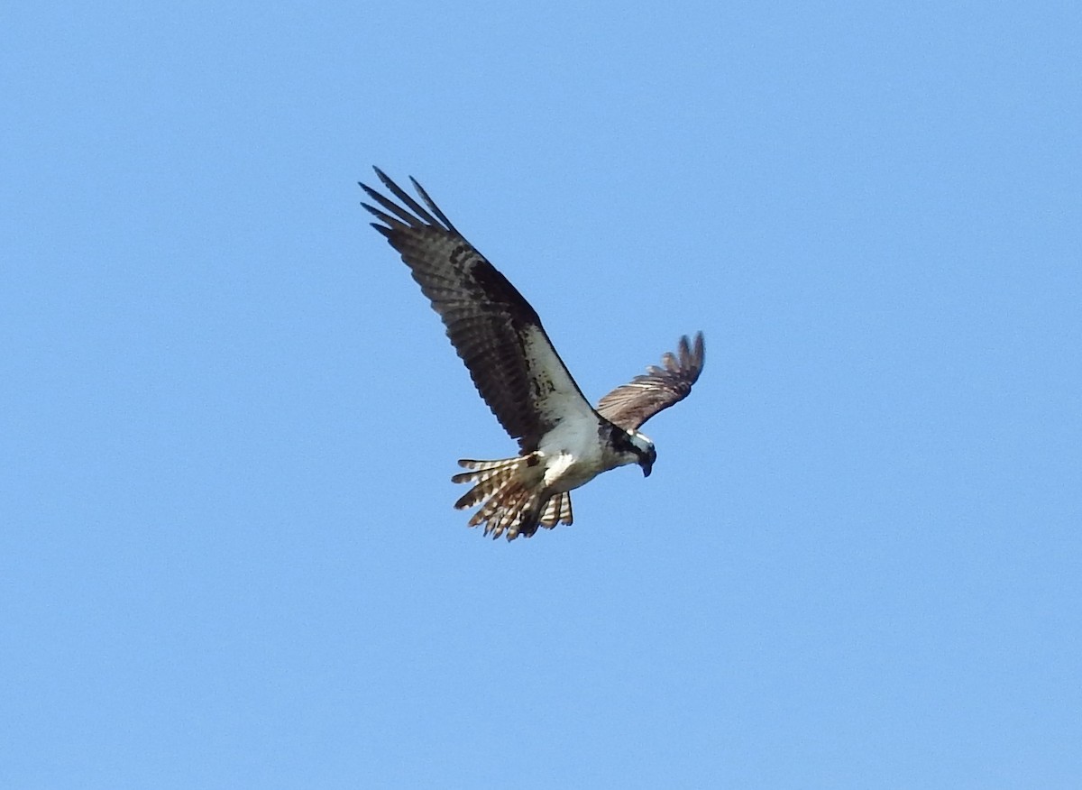 Águila Pescadora - ML67326991