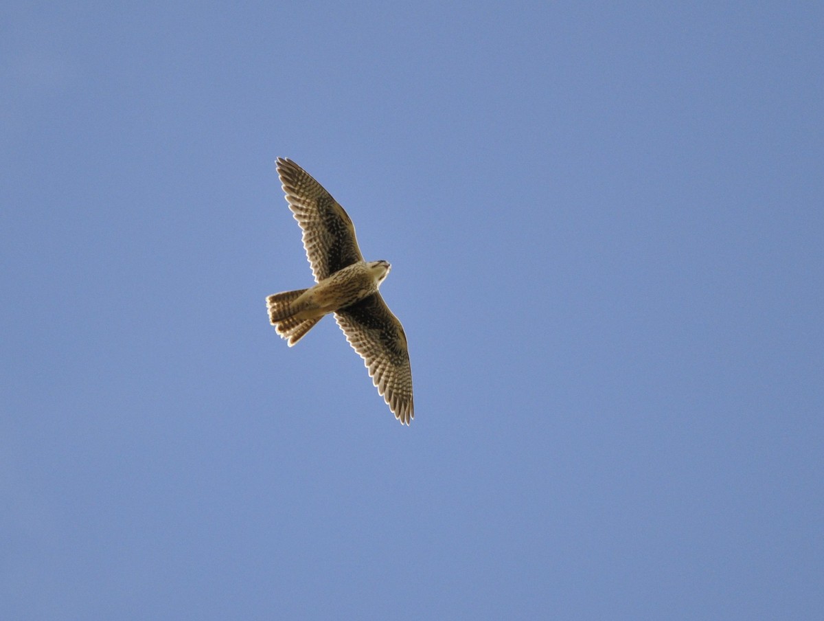 Prairie Falcon - ML67327751