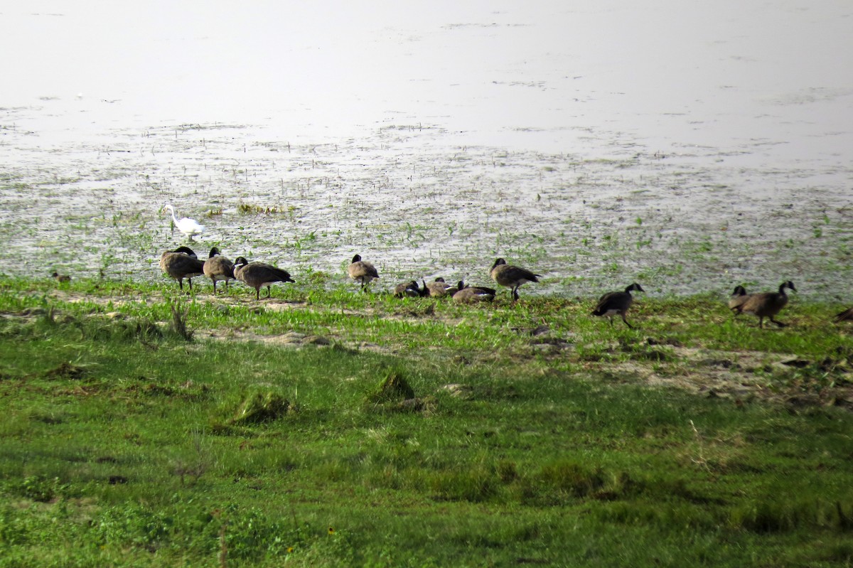Canada Goose - ML67328231