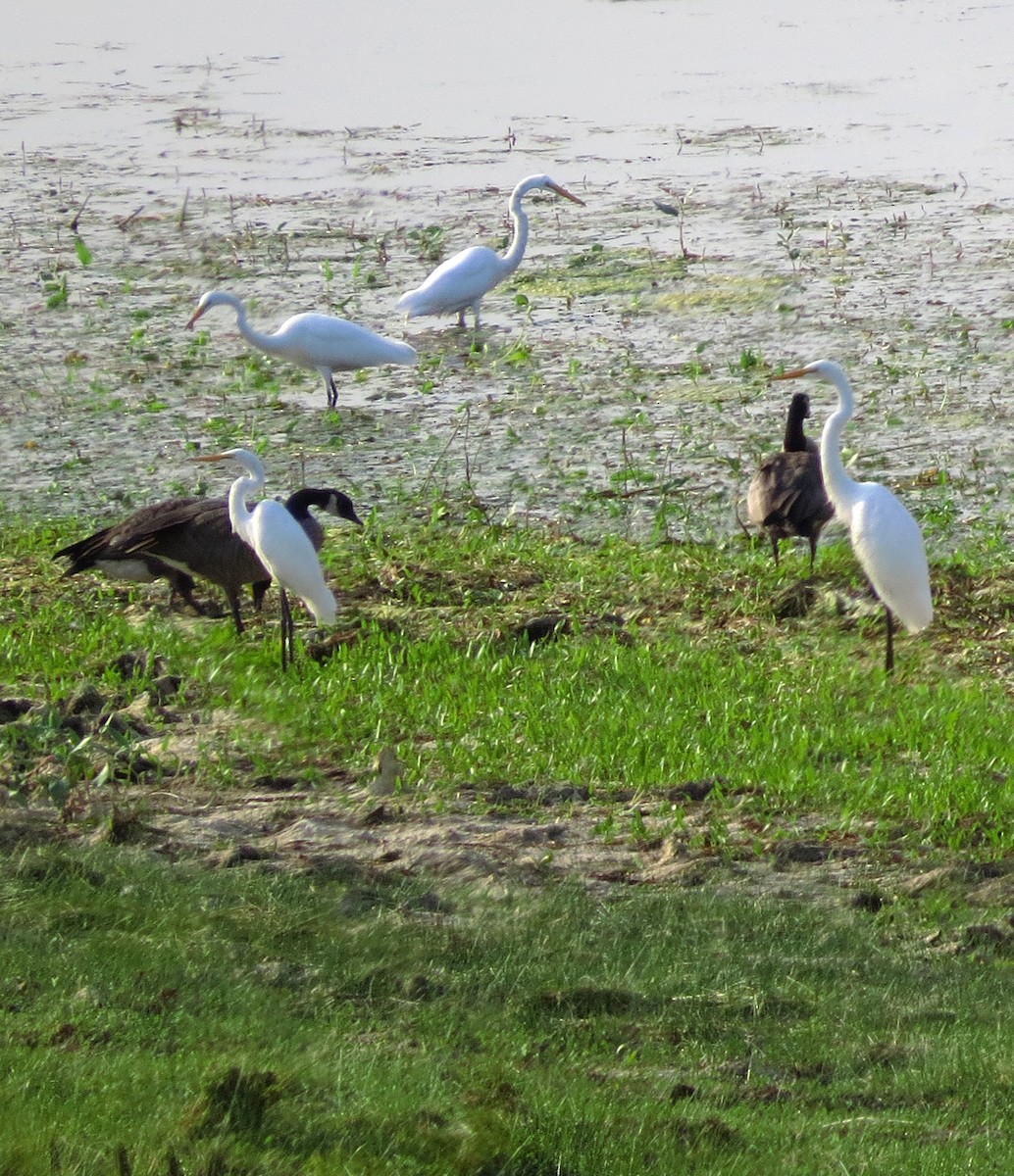 Great Egret - ML67328261