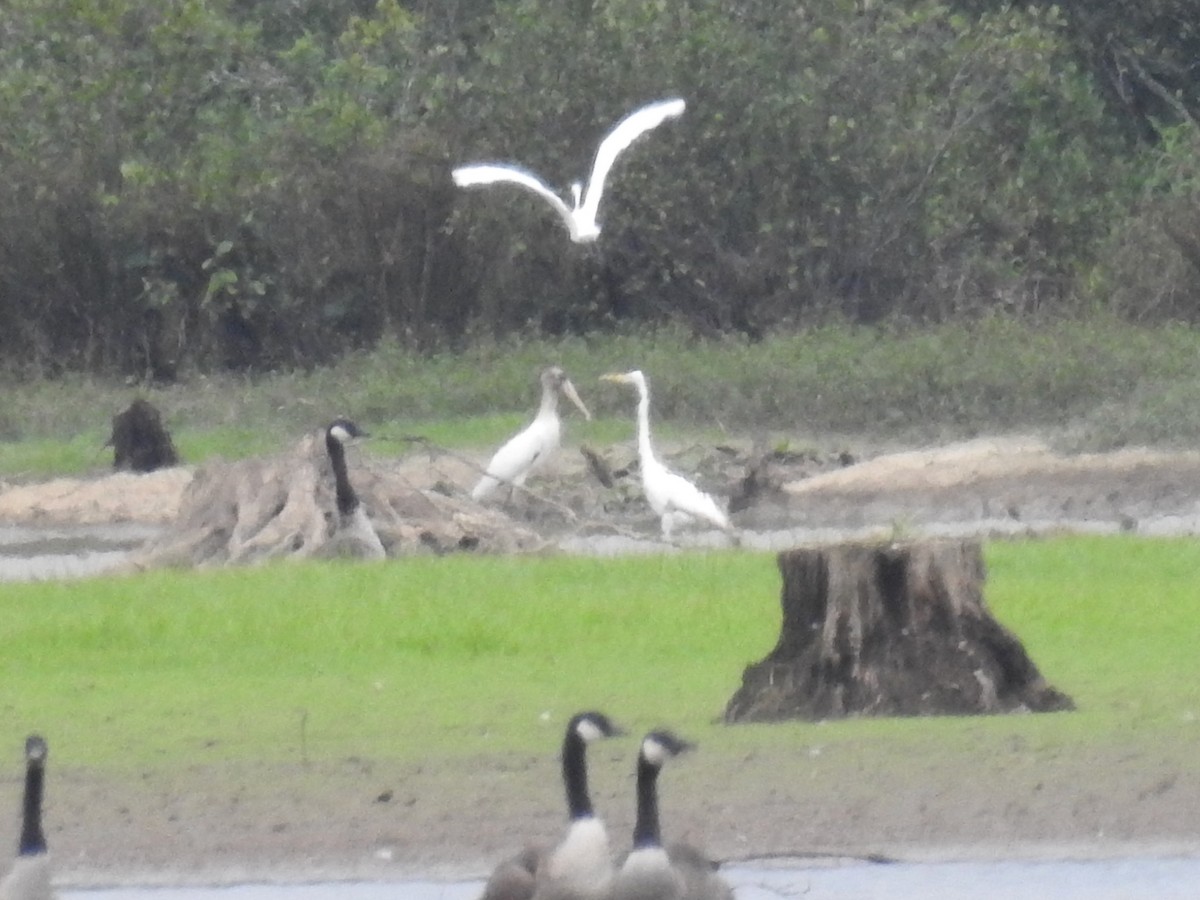 Wood Stork - ML67328761