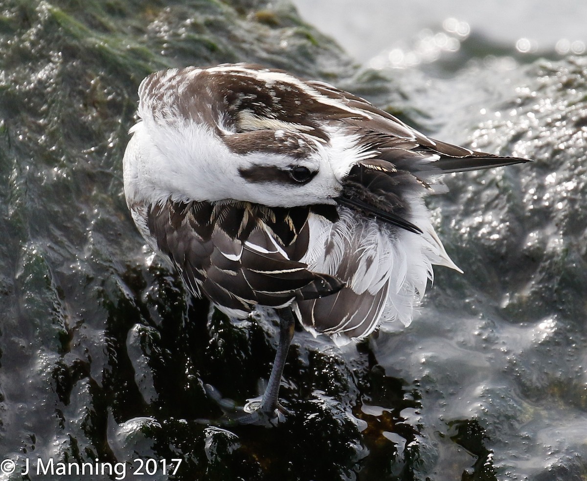 Red-necked Phalarope - ML67328871