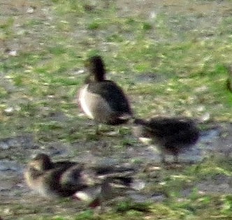 Ring-necked Duck - ML67329081