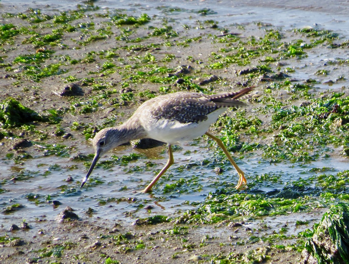 Greater Yellowlegs - ML67329291