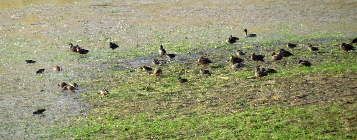 duck sp. - ML67329711
