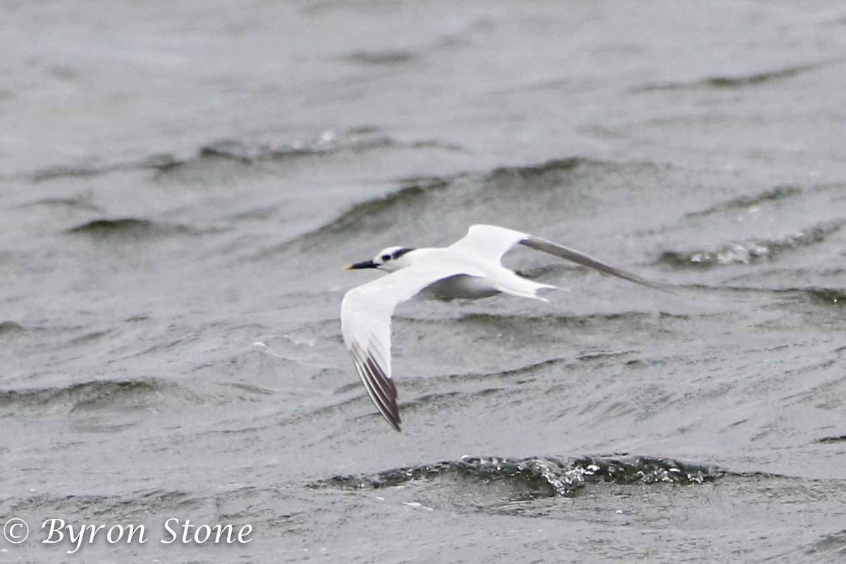 Sandwich Tern - ML67330061