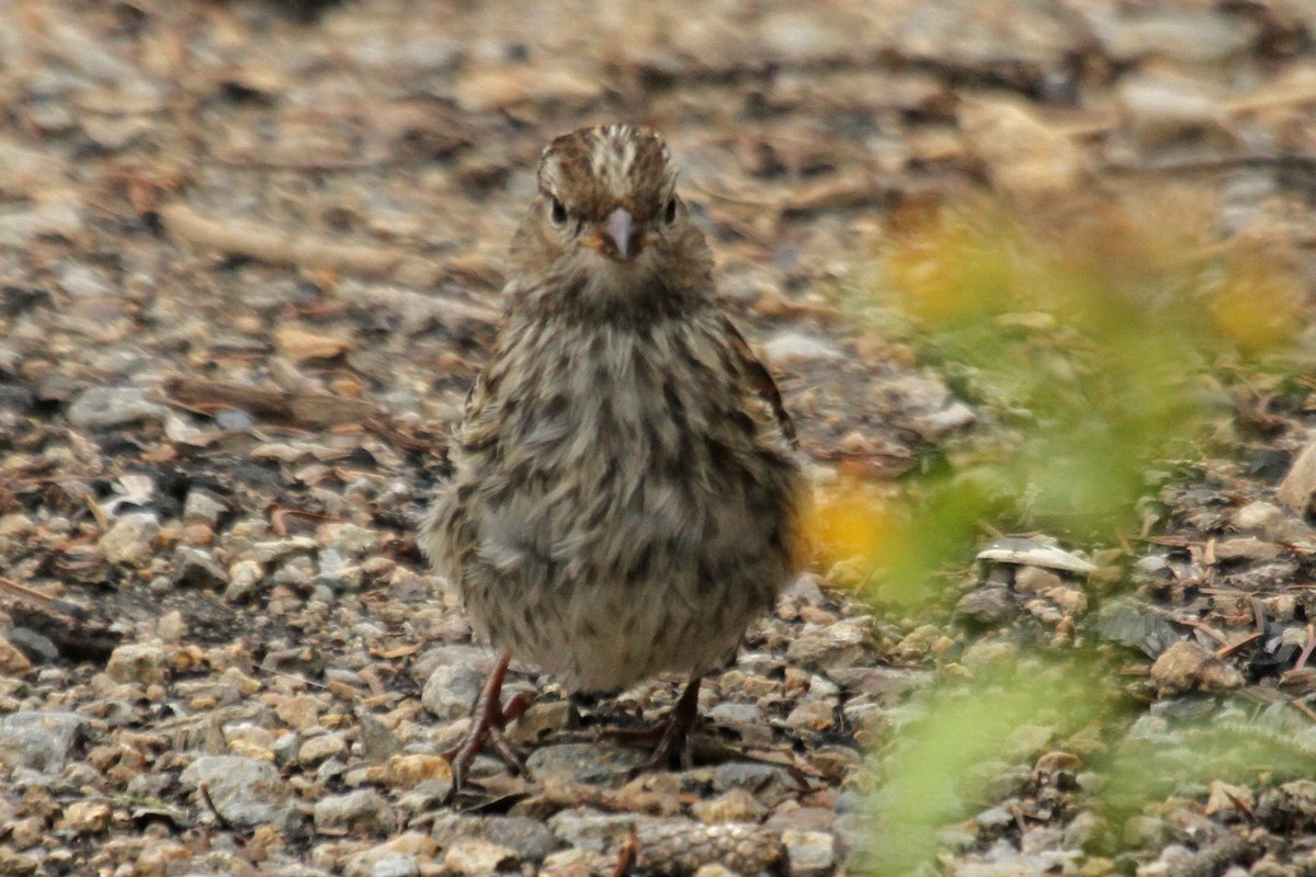 White-crowned Sparrow - Jeffrey Offermann