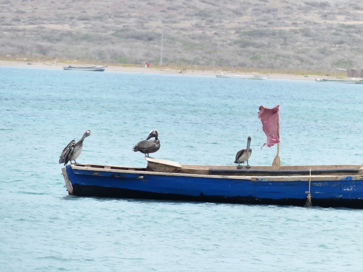 Brown Pelican - ML67331751