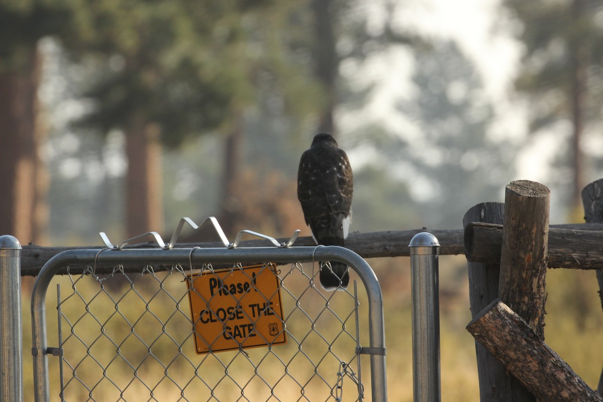 Cooper's Hawk - ML67332721