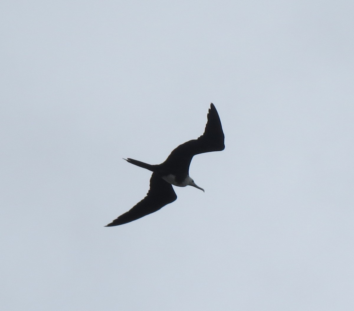 Magnificent Frigatebird - ML67333421